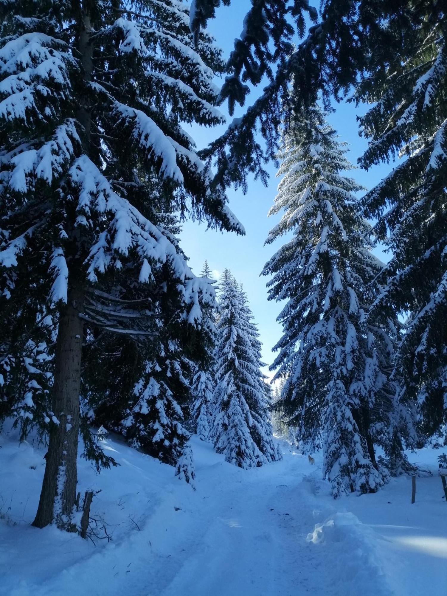 M&k Chalet Zabljak (Zabljak)